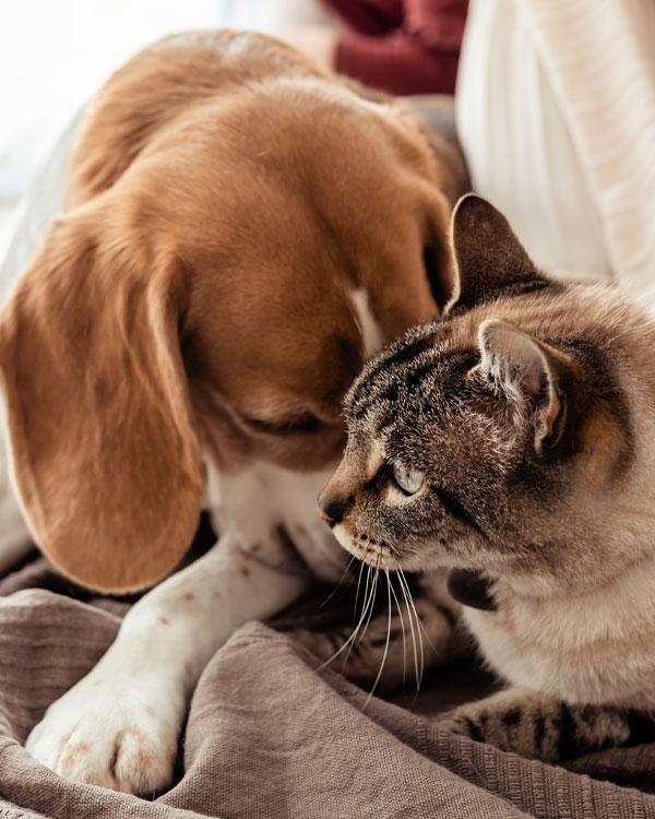 new-pets_s1_1